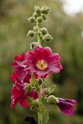 Alcea Setosa